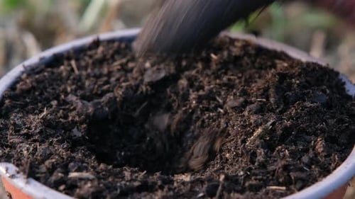 A Hand Plants Tulip Bulb in a Pot Spring Gardening Concept Closeup View of Tulip Bulb and Hand