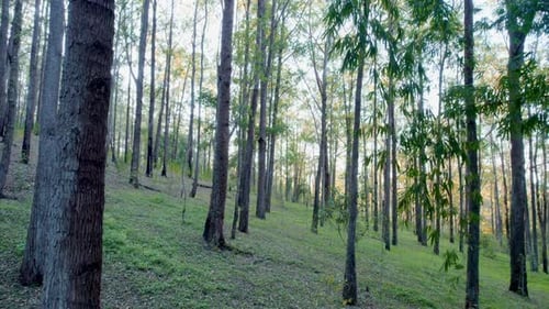 Peaceful Pine Forest with Sunlight