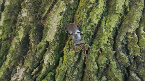 Stag Beetle crawling down rough, weathered bark of ancient oak trunk tree covered with green moss