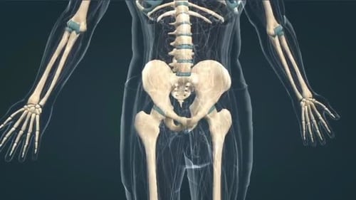Human Skeleton Anatomy 3D Educational Zoom Out Animation