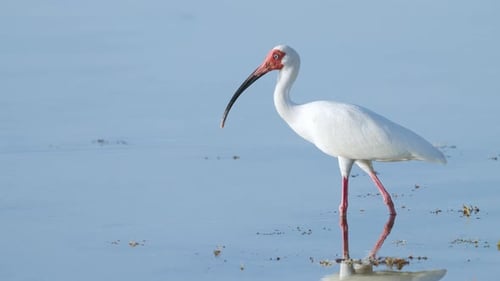 White Ibis Dipping Bill in Water by Seaweed