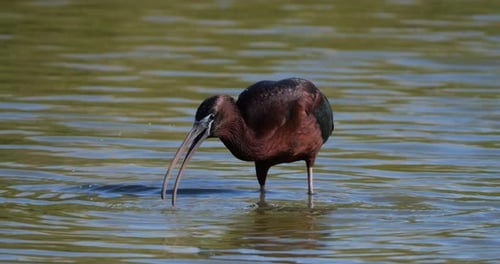 Glossy ibis, Plegadis falcinellus, Camargue, France