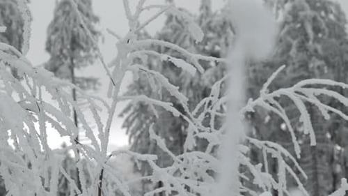 Branches under the snow in winter. Forest at the back under the snow .