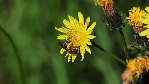 Close up of a bee collects pollen and nectar on meadow goat's beard (Tragopogon pratensis)