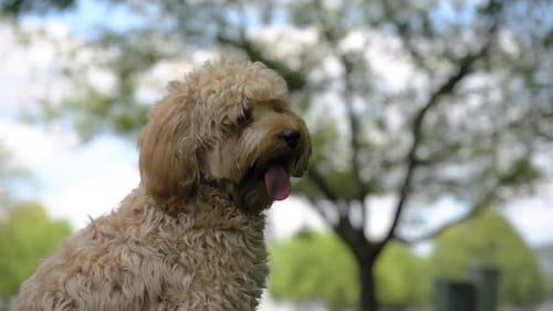 Portrait of Goldendoodle Dog Pet Sitting on the Grass Outside Close Up