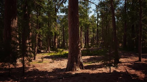 Giant Sequoia Trees at Summertime in Sequoia National Park