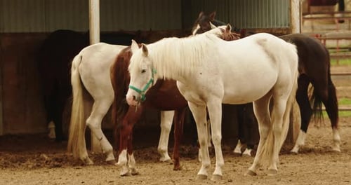 Horse Running Sport Horses Eating Grass Beautiful White Mare in Field Pasture Brown Stallion