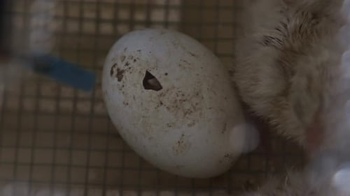 Baby Bird Hatching from an Egg