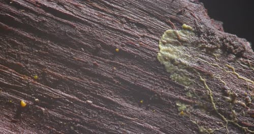 Slime mold plasmodium movement