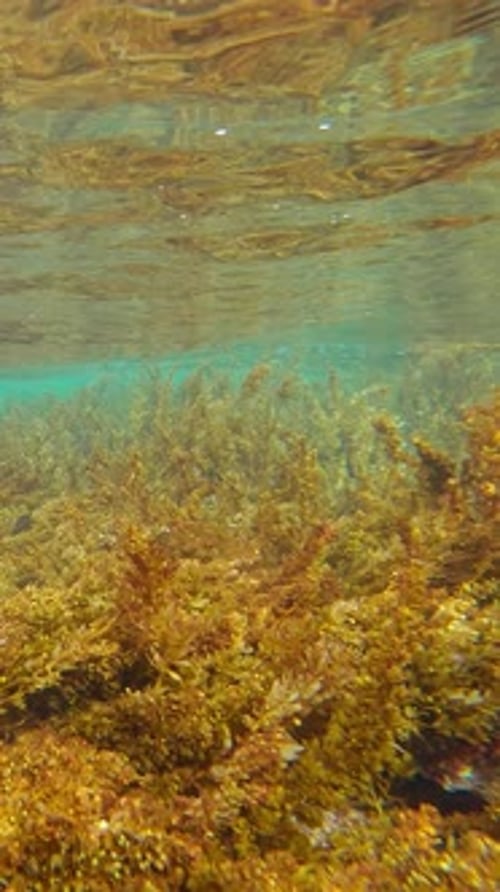 Underwater Seaweed Gently Swaying in Turquoise Ocean Water