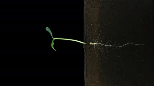 Sprout Growing from Seed Time Lapse