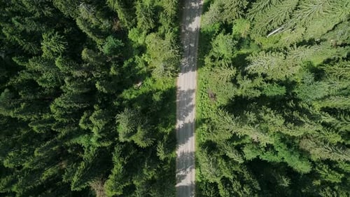 Aerial View of a Beautiful Road Through the Forest Road Between the Green Trees on a Clear Sunny Day