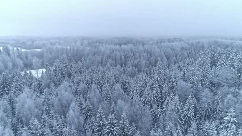 Aerial drone forward moving shot above snow covered coniferous tree forest on a cloudy day on a fogg