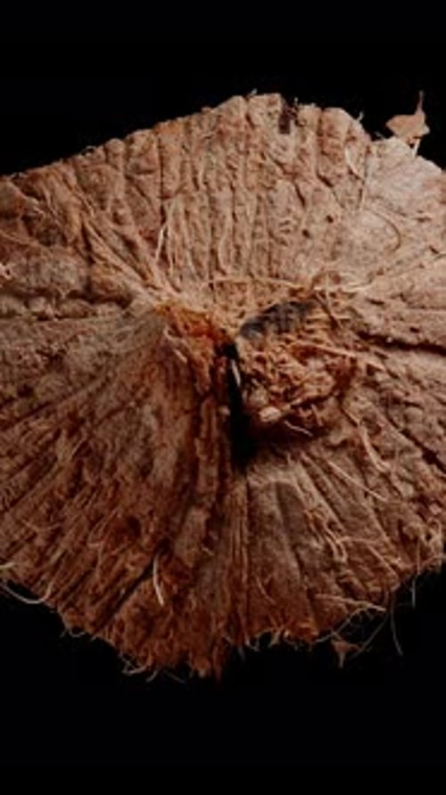 Vertical video. A Looping Video of a Hairy Brown Piece of a Cracked Coconut with White Flesh.