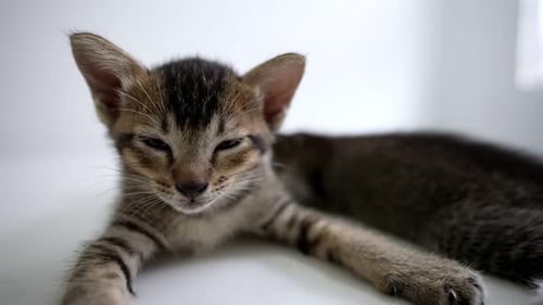 Sleepy Striped Kitten Resting Indoors