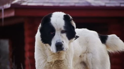 Hungry Big Dog on the Street in Winter Eats Food Slow Motion