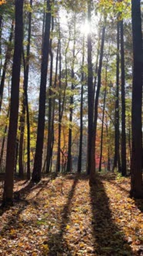 A Serene Autumn Forest with Sunlight Filtering Through Vibrant Leaves
