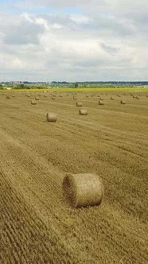 Feld mit Strohballen. Im Sommer abgeerntetes Feld mit Strohballen