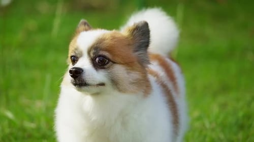 Fluffy Pedigree Pomeranian Dog walking on a green lawn. Happy little Dog Having Fun in the Backyard.