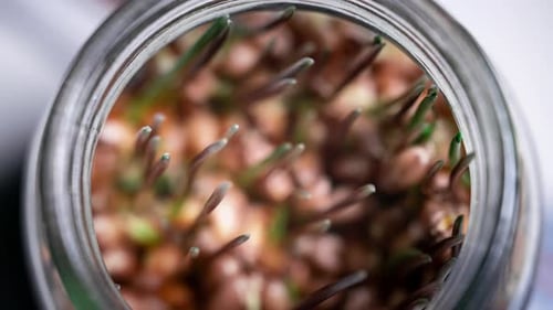 View From Above Timelapse Wheat Germ Sprout From a Glass Jar