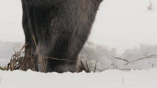 Wild Konik Horse Grazing in Snowy Field in Belarus Naliboki Forest CloseUp