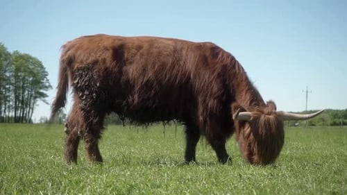 Highland Cow Grazing in Sunny Green Pasture