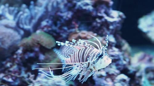 Exotic red lionfish, danger fish in sea aquarium