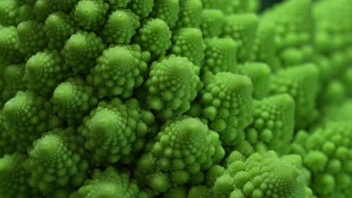 Macro Of Fresh Romanesco Broccoli Cabbage Unique Cauliflower Fractal Vegetable