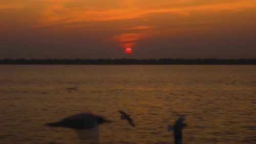 View from floating boat showing sea birds flying along, during golden hour.