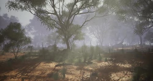 Misty Australian Bushland with Eucalyptus Trees