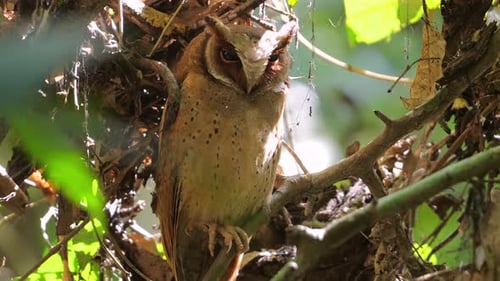 Owl Resting in Natural Habitat Amid Green Leaves Wildlife and Nature