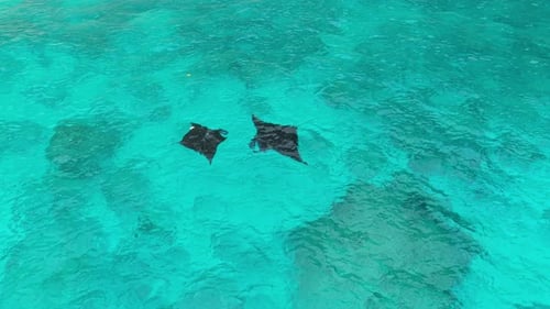 Manta rays swimming gracefully in turquoise ocean water