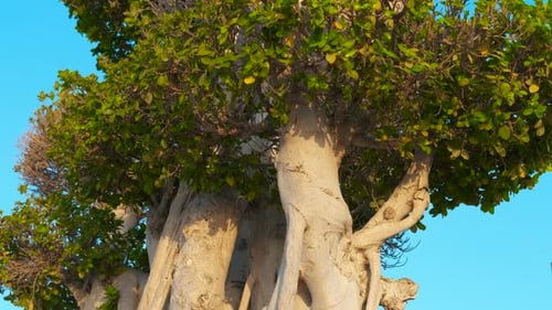 Majestic Tree Rotating Against Clear Blue Sky
