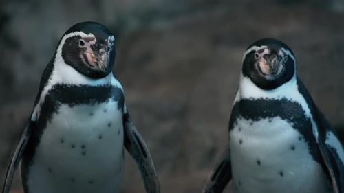 Two Magellanic Penguins Standing Together