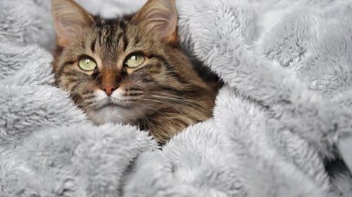 Cute Tabby Cat Lies Wrapped in a Blanket Concept of Adorable Pets