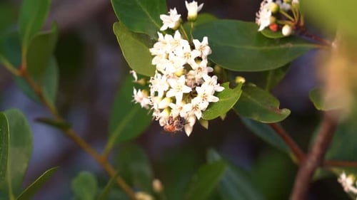 Close up shot capturing the beauty of flora and fauna during the spring season, a buzzing pollinator
