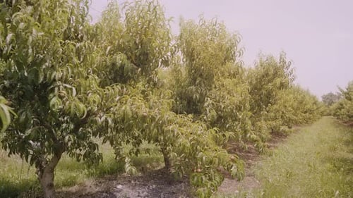 Lush Green Peach Trees with Green Leaves Grow in Long Rows