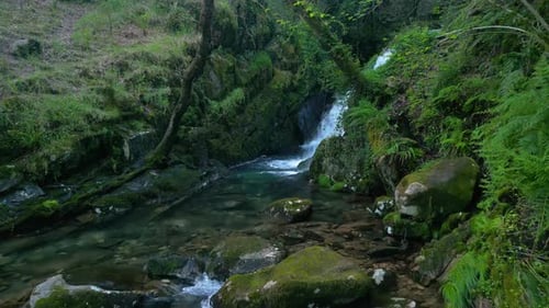 Scenic Waterfall Flows Into Clear Stream in Lush Forest