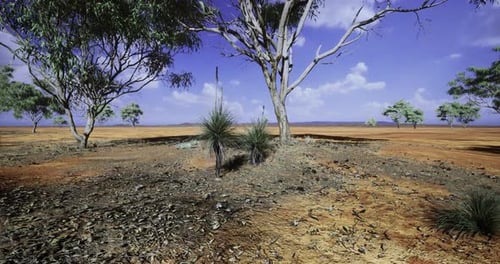 Vast Australian Desert Landscape with Trees and Blue Sky