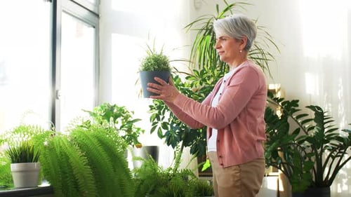 Feliz mujer mayor que cuida las plantas de interior
