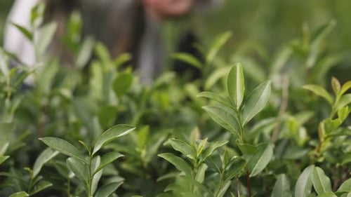 Woman Working on a Plantation Picking Fresh Tea Leaves By Hand A Female Picks Tea Leaves From Lush