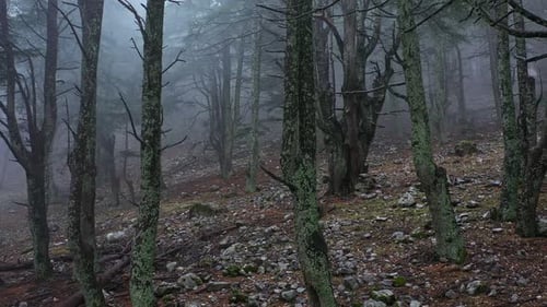 Scary Misty Forest with Old Tree Trunks