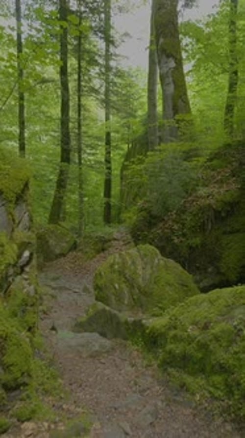 Um caminho florestal sereno e pacífico que serpenteia por uma vegetação exuberante e pelo esplendor da natureza