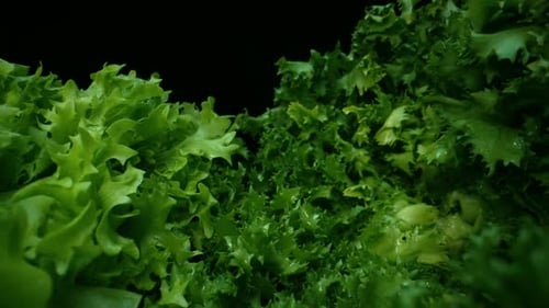 Macro Slider Footage of Green Salad Lettuce Leaves Fresh Frisee or Curly Chicory Background Healthy
