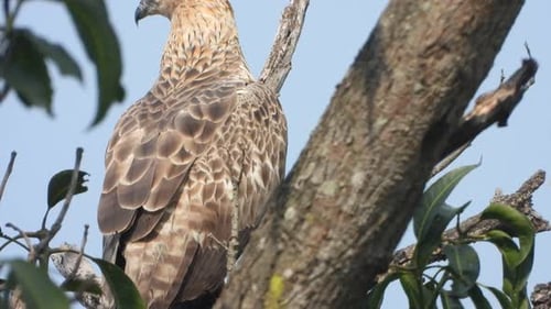Eagle relaxing on tree - finding food.