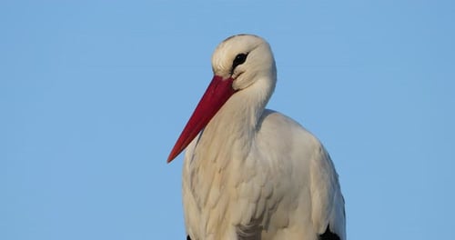 Porträt eines erwachsenen Weißstorchs (Ciconia ciconia) in der Camargue, Südfrankreich.