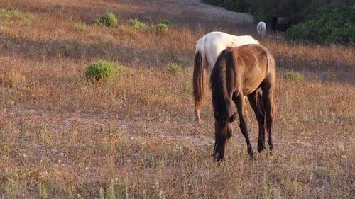 General shot of horses grazing in a dry meadow during sunset. Pure Spanish breeds horses.