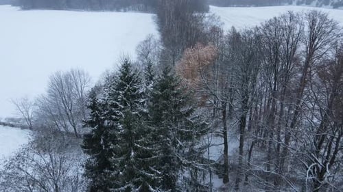 Winter Aerial View of Snow-Covered Trees and Field