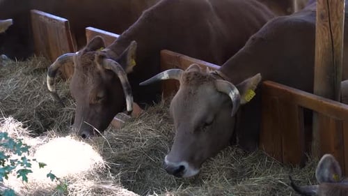 Multiple cattle cows eating dried grass next to each other in farm setting