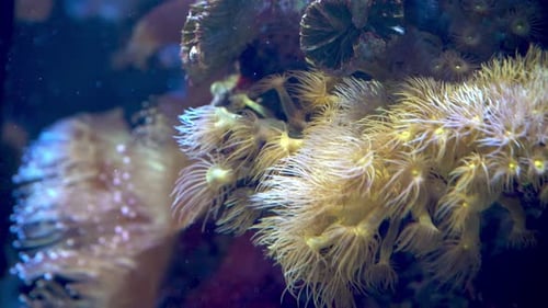 Seaweed and Corals Underwater Sea Life Ocean Nature Background